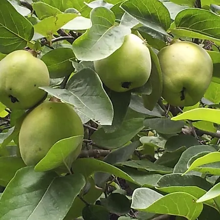 Casa Mora Bed & Breakfast