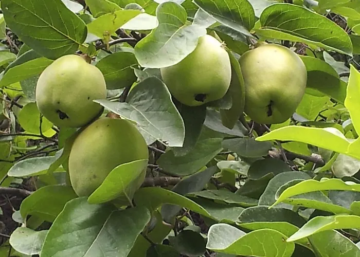 Casa Mora Bed & Breakfast